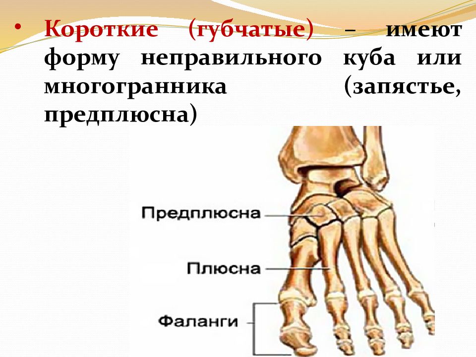 Кости предплюсны