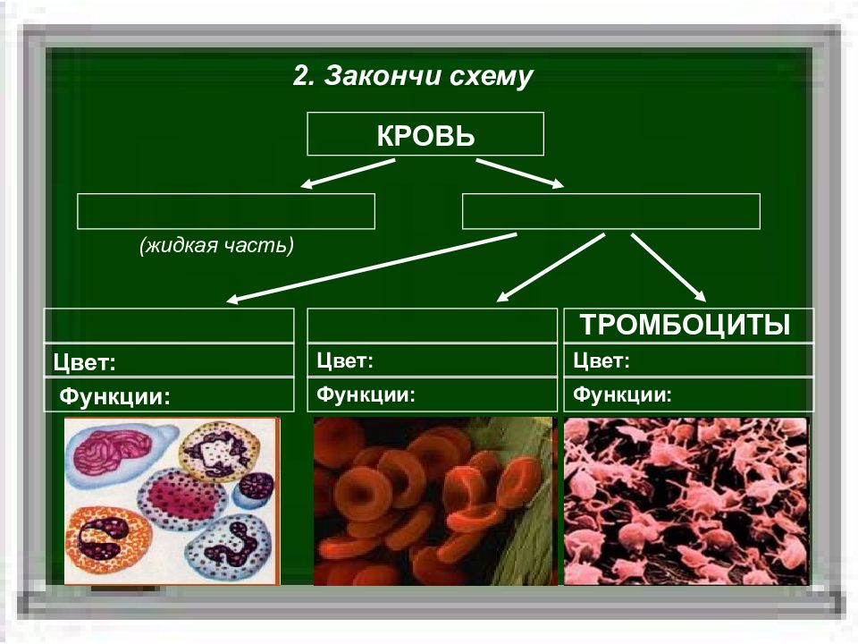 Состав крови схема 7 класс