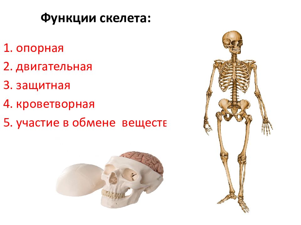 Опорно двигательная система картинки для презентации