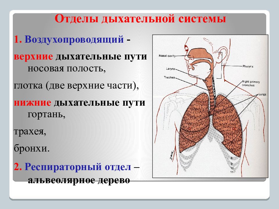 Органы выполняющие дыхательную функцию