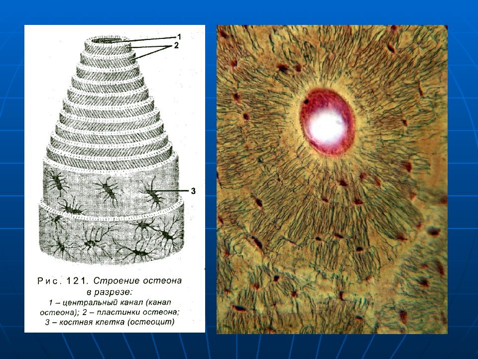 Канал костной ткани. Костная ткань Остеон. Пластинчатая костная ткань Остеон гистология. Соединительная ткань костная Остеон. Остеон гистология.