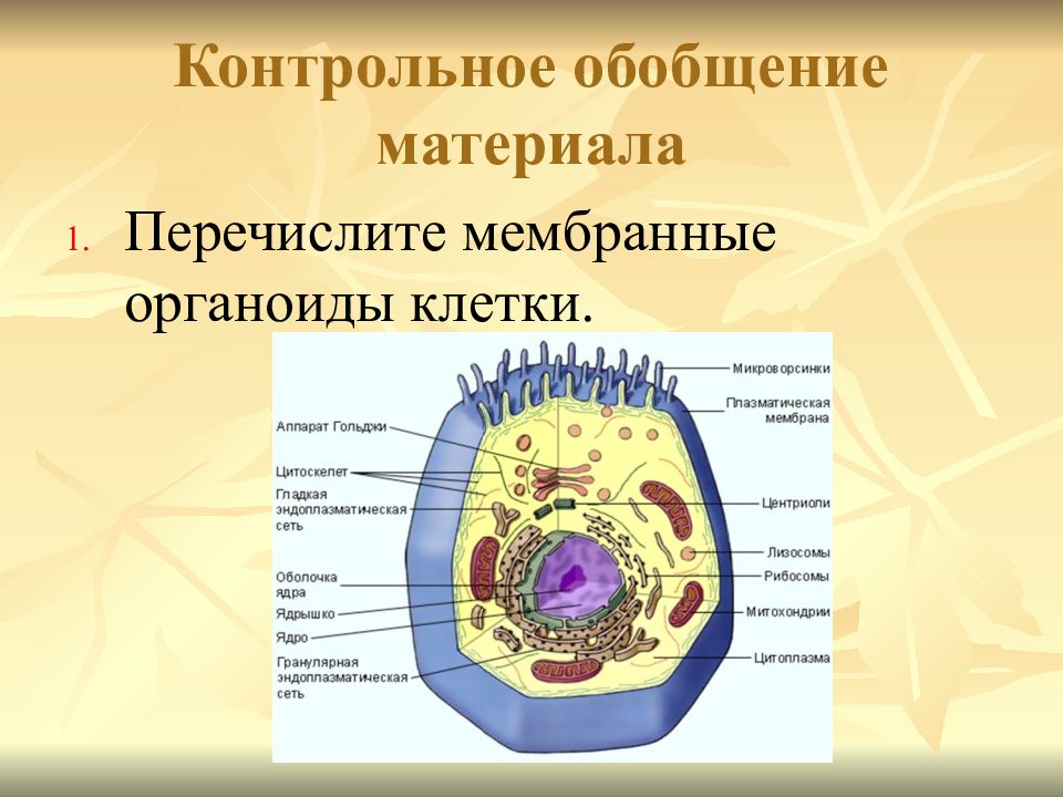 Органоиды картинки и их названия