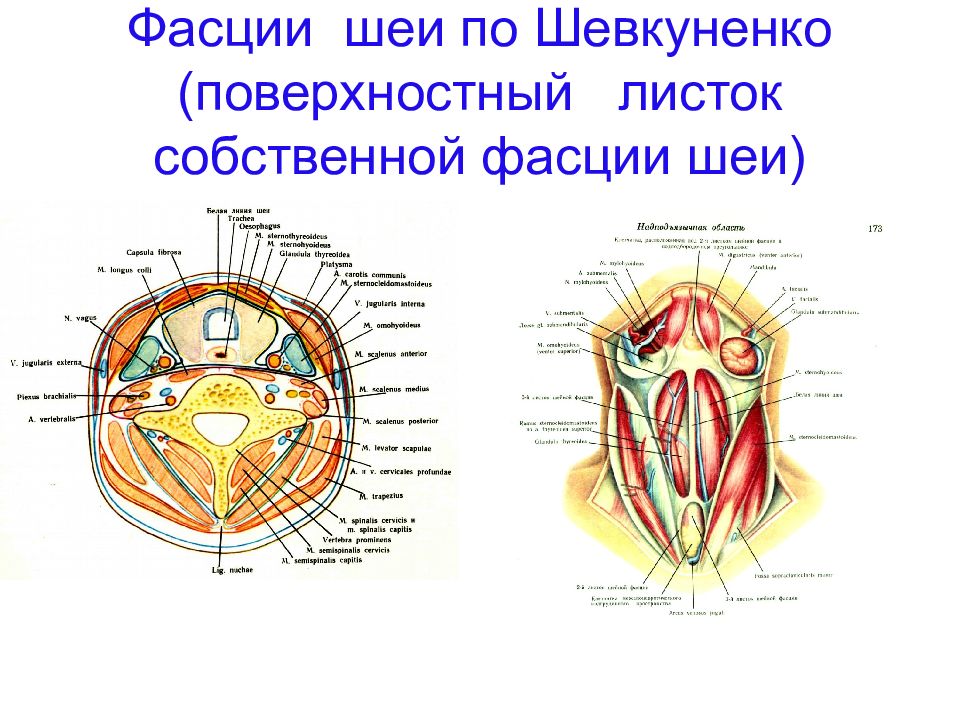 Фасции шеи рисунок