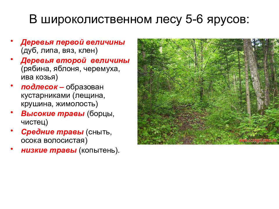 Какие леса занимают. Ярусы широколиственного леса деревья. Растения 1 яруса широколиственного леса. 1 Ярус в широколиственном лесу. Лесные этажи ярусы лиственного леса.