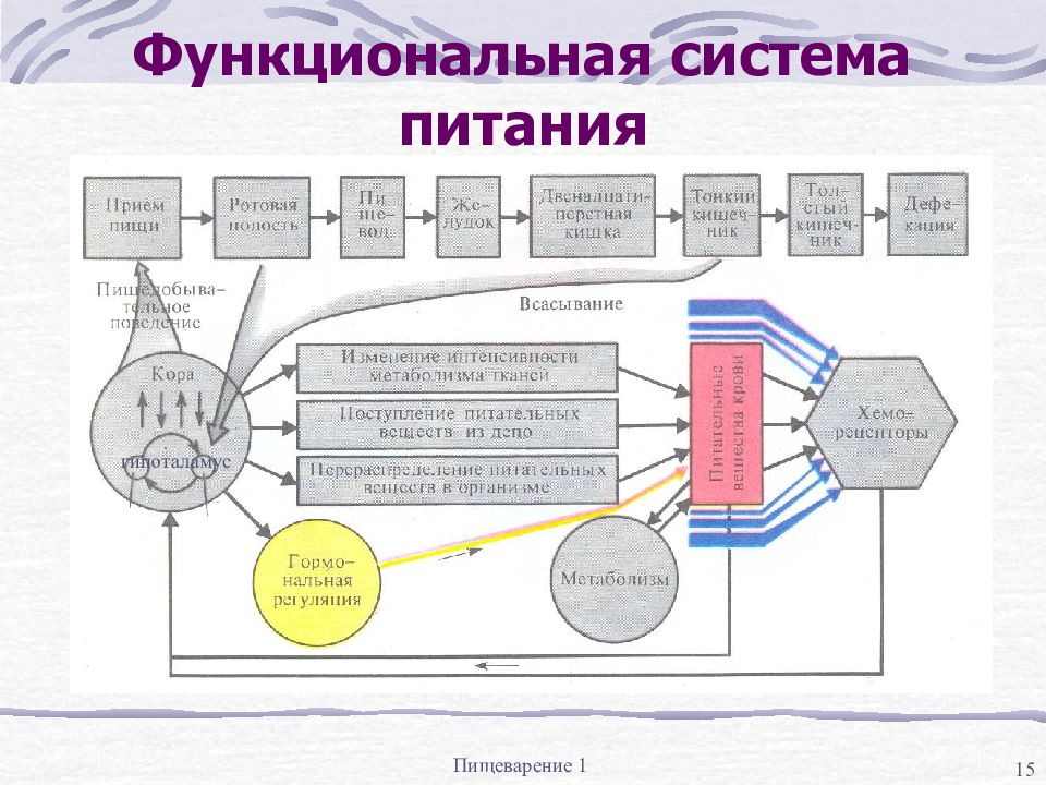 Пищеварительная функциональная система. Функциональная система питания физиология. Функциональная система обеспечивающая процессы пищеварения. Схема функциональной системы пищеварения. Функциональная система питания физиология схема.