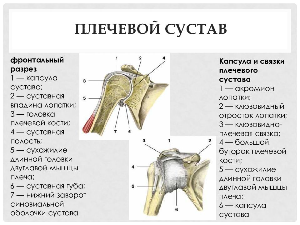 Соединения костей плечевого пояса. Связочный аппарат плечевого сустава. Плечевой сустав строение анатомия связки. Капсула плечевого сустава анатомия связки. Связка головки плечевой кости.