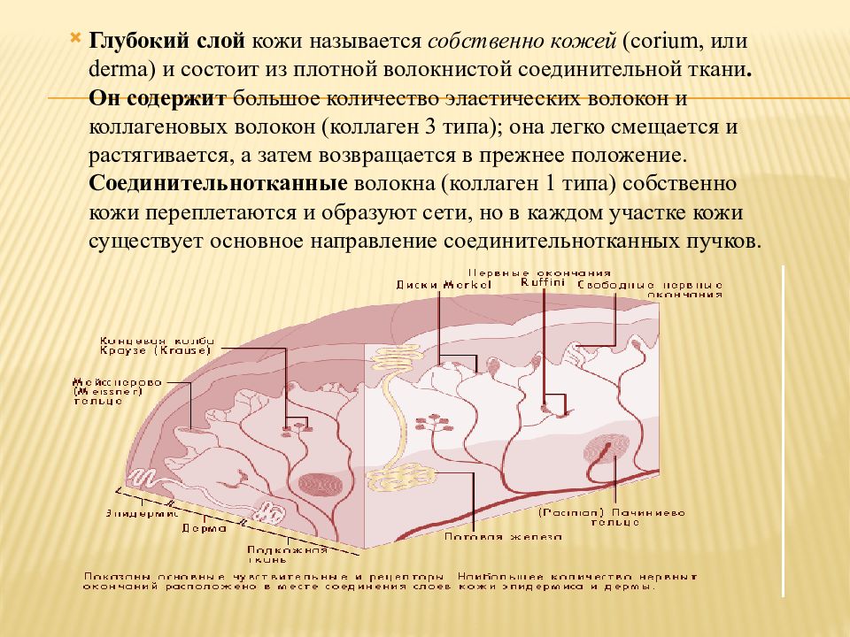 Как называется кожа. Глубокие слои кожи. Глубокий слой кожи называется. Глубокий слой кожи (собственно кожа). Самый глубокий слой кожи.