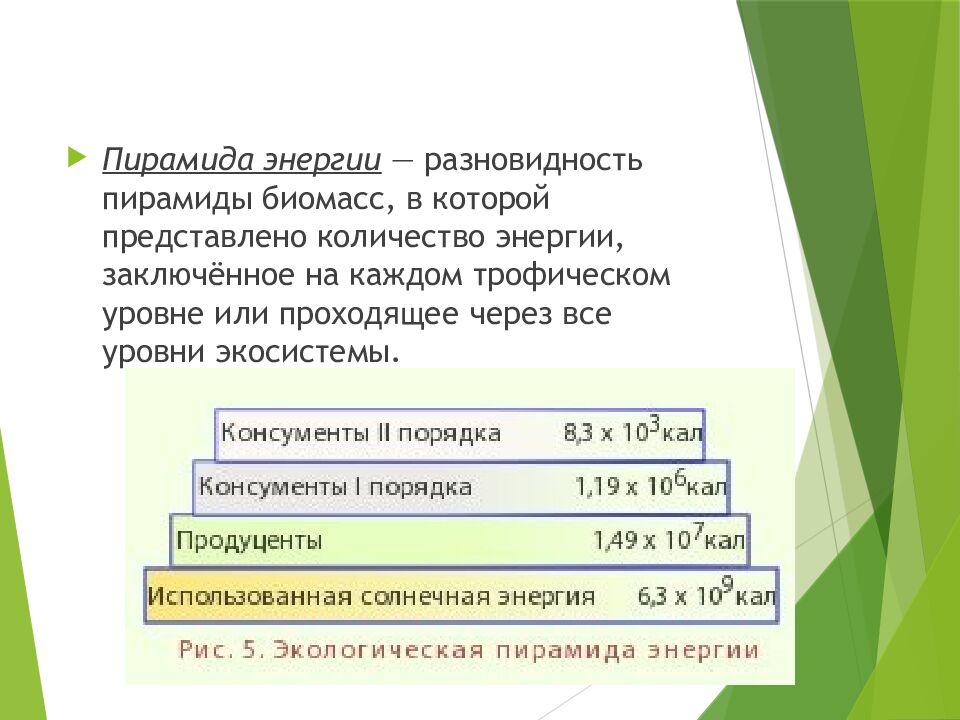 Пищевые связи