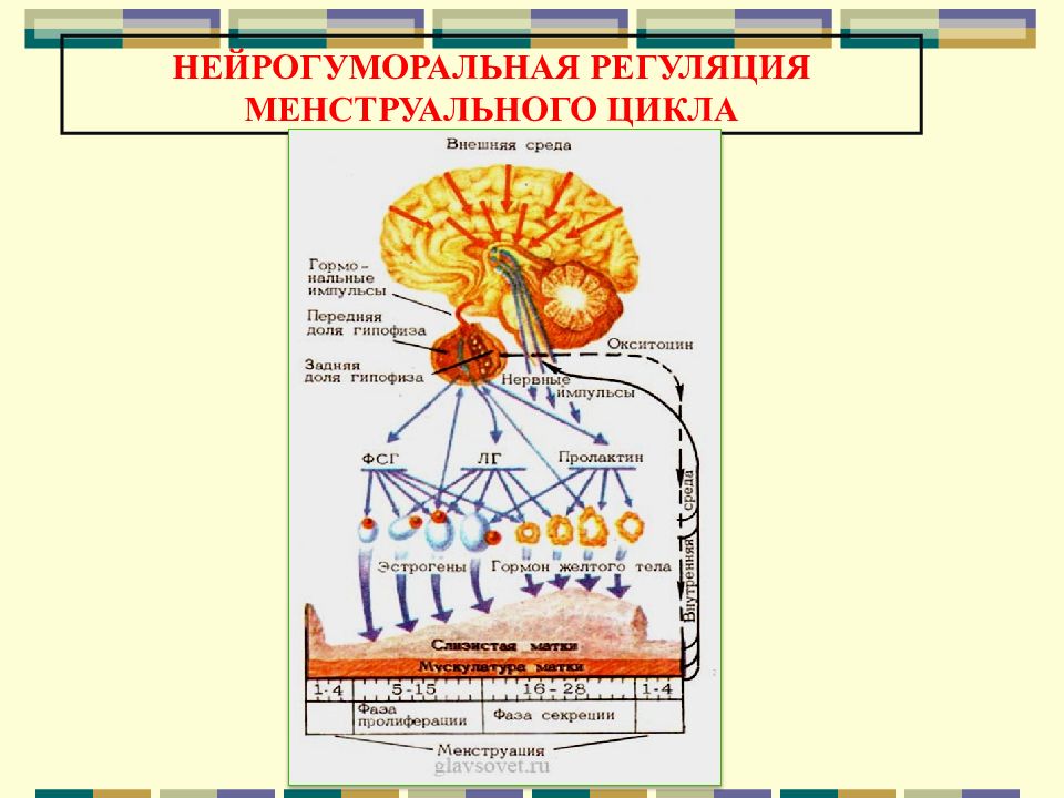 Регуляция цикла. Схема гуморальной регуляции овариально-менструального цикла. Пять уровней регуляции менструационного цикла. Гормональная регуляция менструационного цикла физиология. Нейро гуморальная регуляция овариально менструального цикла.