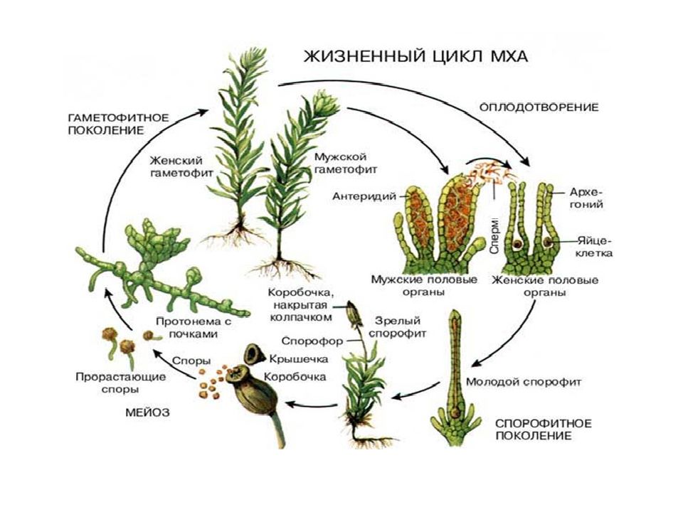 Отдел моховидные рисунок