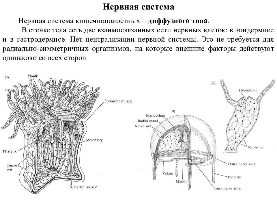 Диффузно узловая трубчатой нервной системы. Нервная система диффузного типа состоит из. Нервная система диффузного типа рисунок. Нервная система сетчатого типа. Тип Кишечнополостные нервная система гидры.