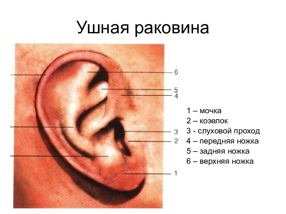 Внешняя ушная раковина. Строение наружного уха козелок. Козелок ушной раковины где находится. Козелок ушной раковины формы.
