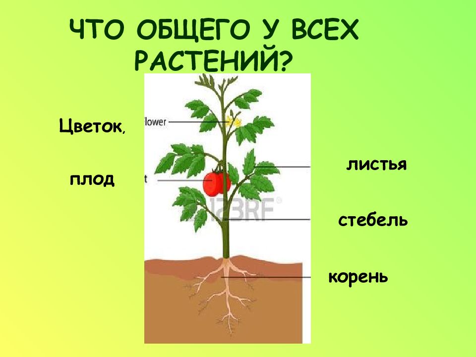 Части растений картинки