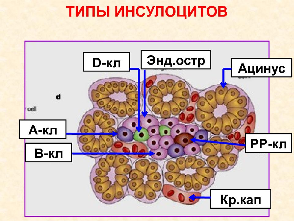 Поджелудочная железа гистология рисунок