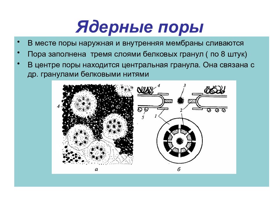 Изучите рисунок 170 хозяйственное ядро европы охарактеризуйте хозяйственное ядро европы по плану