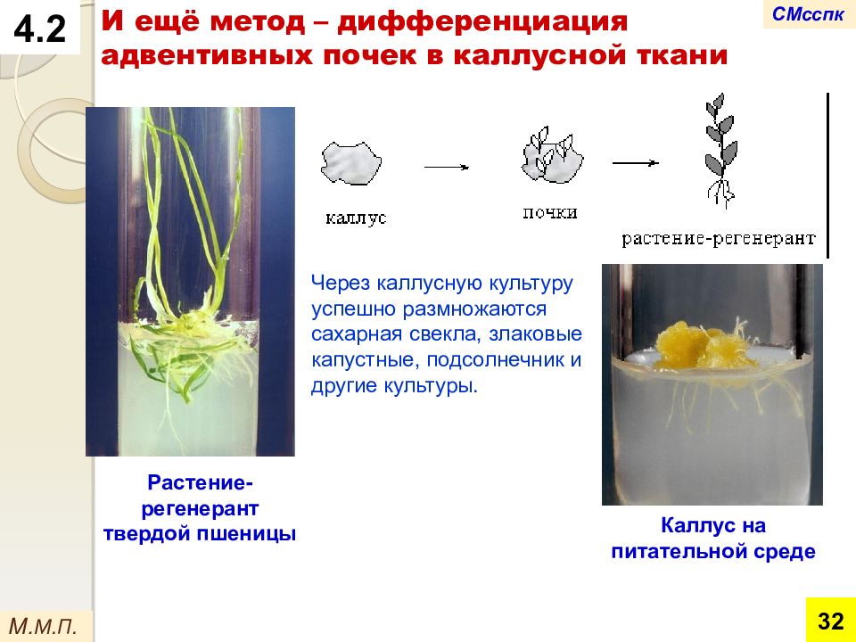 Каллусная ткань презентация