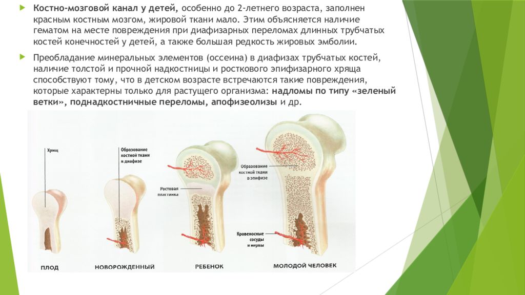 Трубчатые кости детей. Особенности переломов трубчатых костей у детей. Переломы длинных трубчатых костей у детей. Строение трубчатых костей у детей. Особенности строения костной ткани у детей.