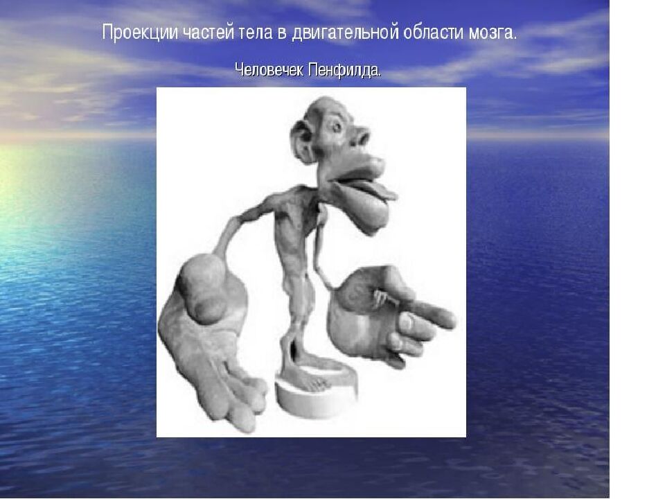 Лекция 5 Физиология нервной системы