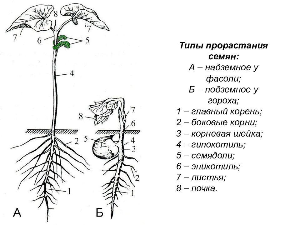 Надземное и подземное прорастание семян схема