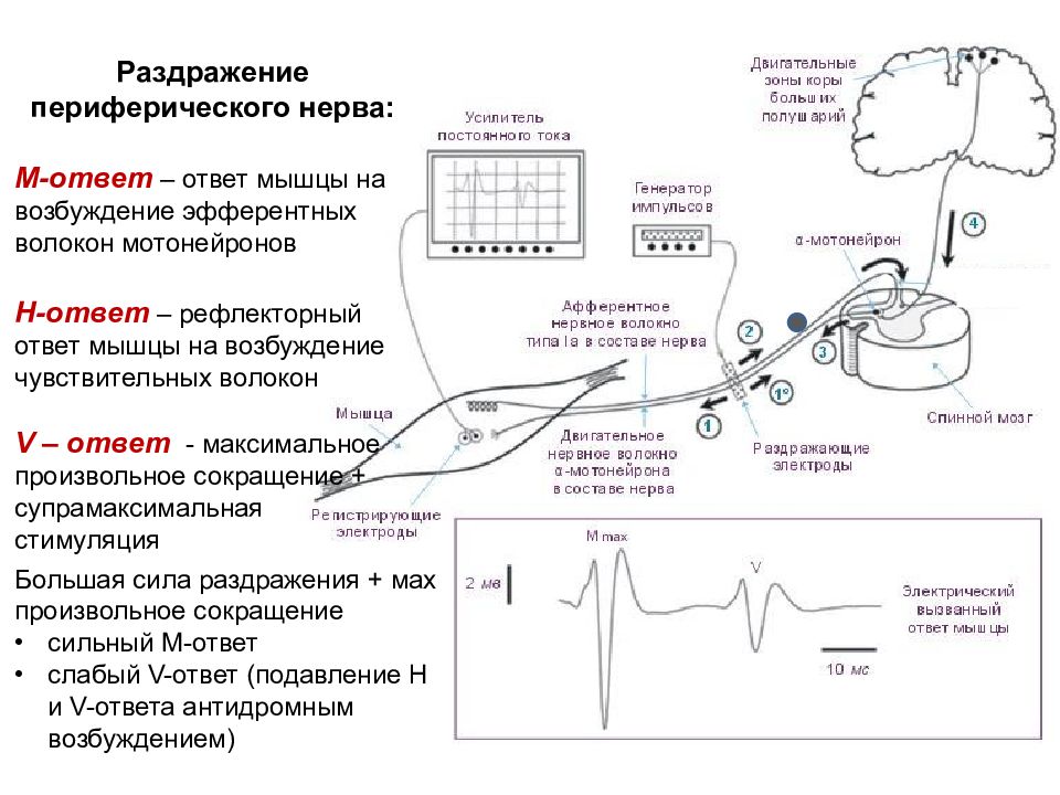 Возбуждение мышцы