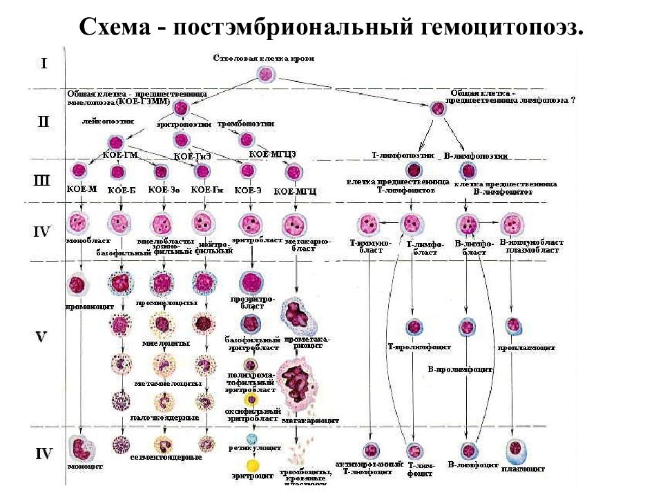 Для общего плана строения кроветворных органов не характерны признаки