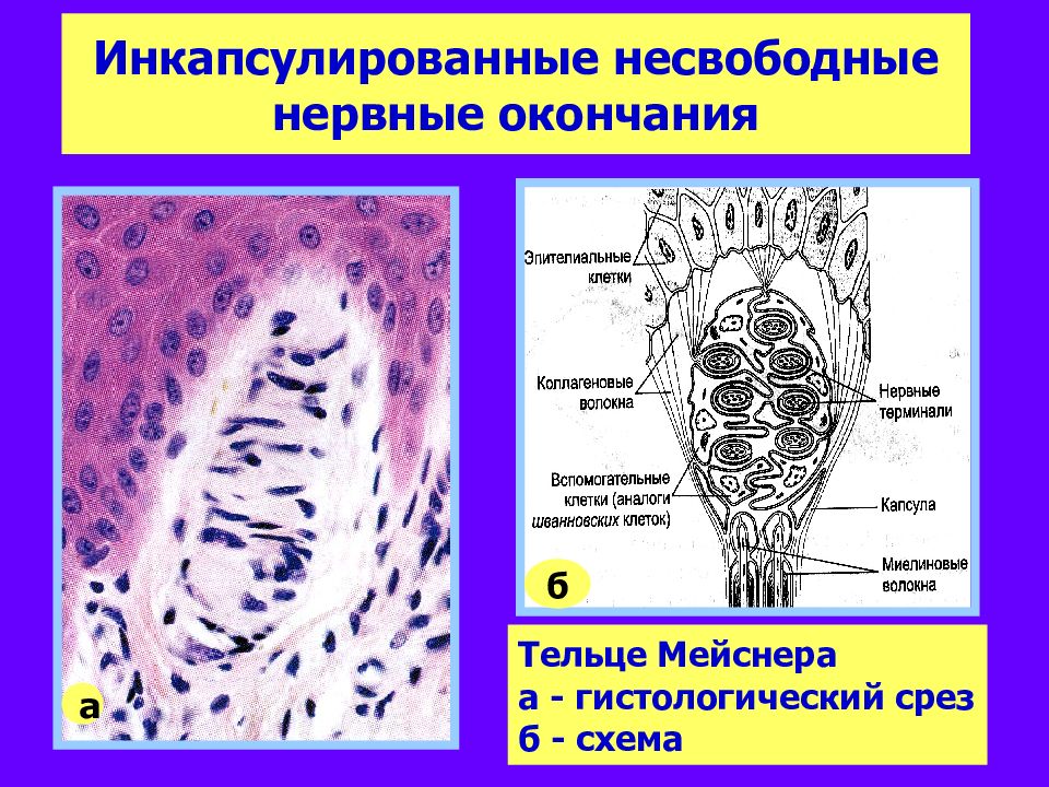 Нервные окончания. Несвободные неинкапсулированные нервные окончания. Строение нервных окончаний гистология. Свободные нервные окончания строение. Инкапсулированные нервные окончания.