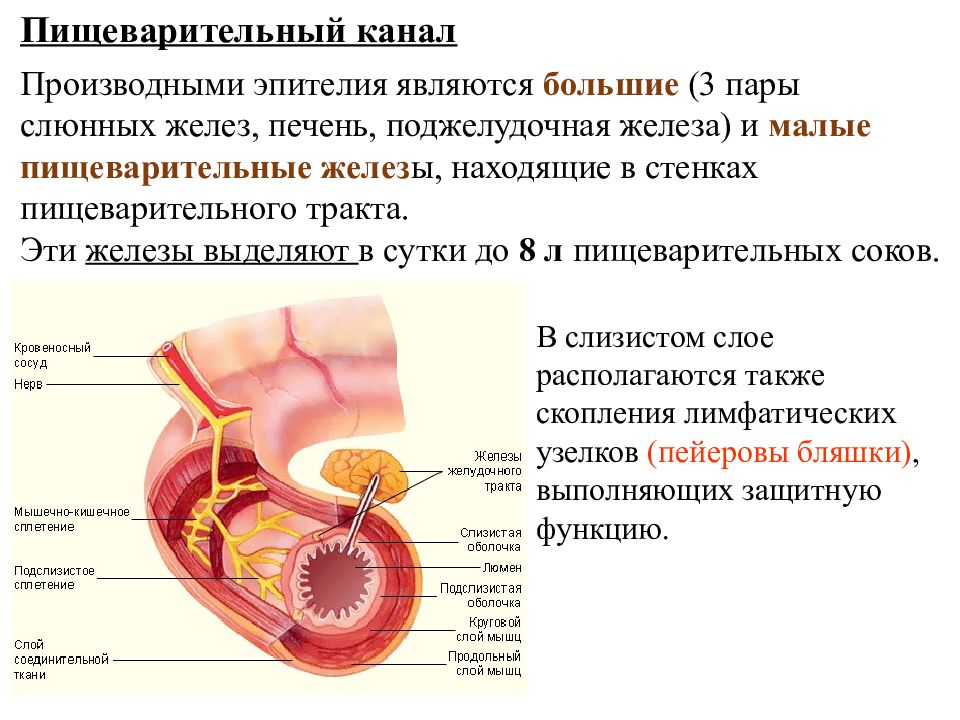 Пищеварительная система анатомия презентация