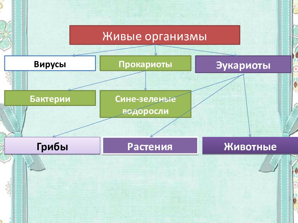 Классификация растений эукариоты