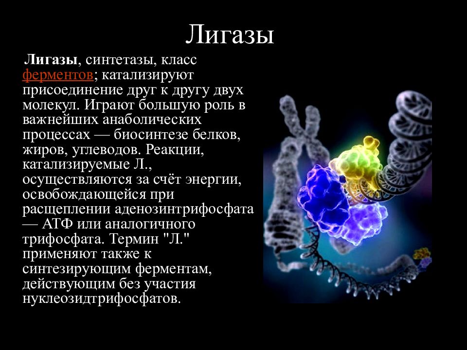 Лигазы это. Лигазы класс ферментов. Лигазы подклассы. Лигазы синтетазы. Лигазы ферменты биохимия.