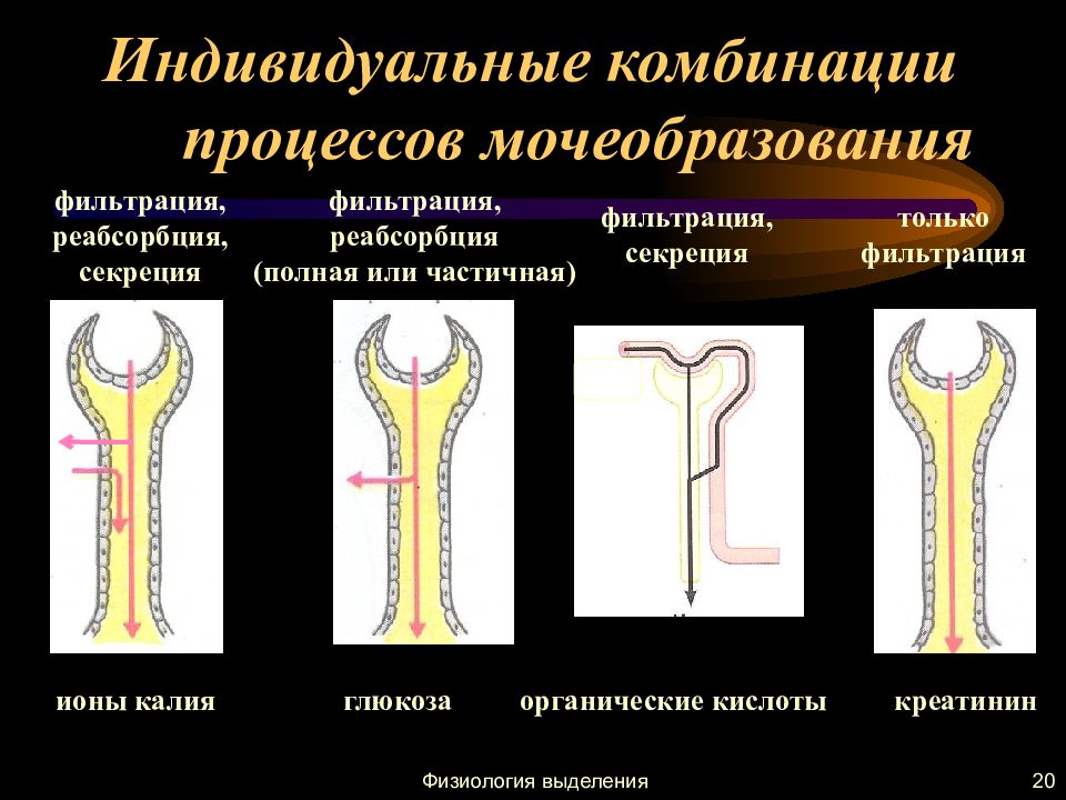 Процесс мочеобразования презентация