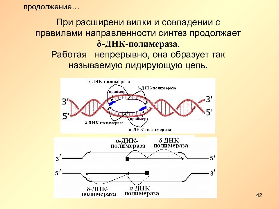 Рнк полимераза синтезирует. Строение ДНК полимеразы. ДНК полимераза типы. Функции ДНК полимеразы. Работа ДНК полимеразы.