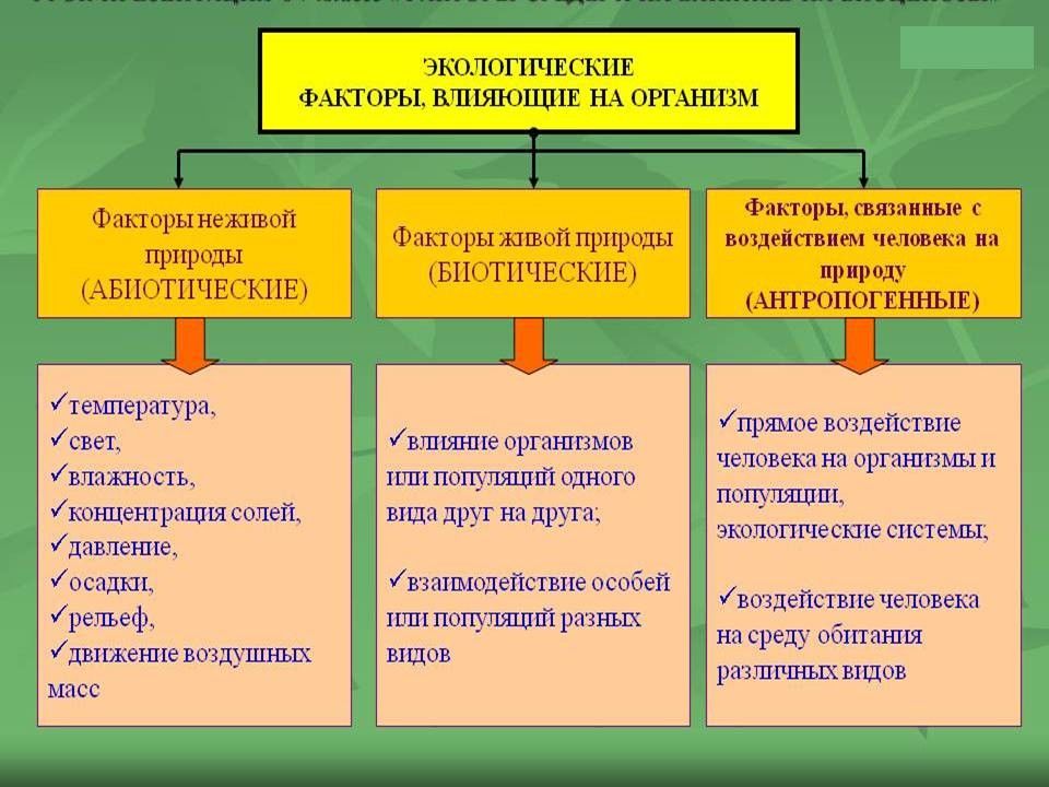 Факторы живой природы воздействующие. Экологические факторы. Экологические факторы влияющие на организм человека. Влияние экологических факторов на организм человека. Экологические факторы схема.