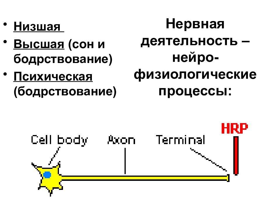 Высшая нервная деятельность сон и бодрствование. Высшая нервная деятельность сновидения. Высшая и Низшая нервная деятельность. Нейрофизиология сна.