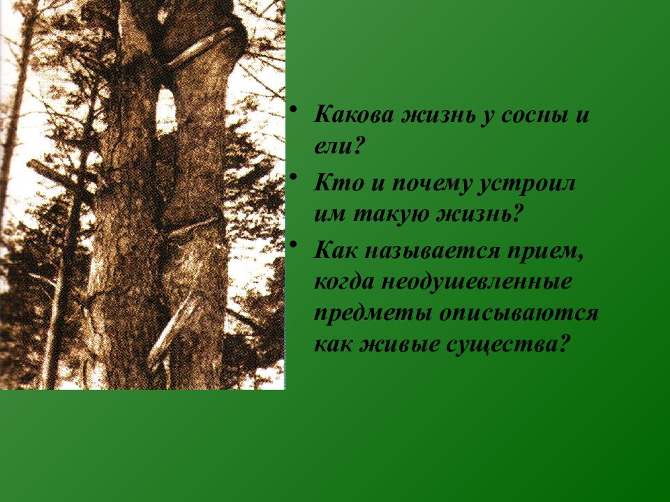 Пришвин ель и сосна рассказ. Кладовая солнца ель и сосна рисунок. Ель и сосна кладовая солнца. Притча о сосне и ели. М пришвин ель и сосна.