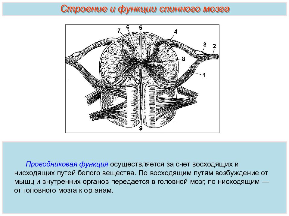 Каковы основные функции спинного мозга. Структуры спинного мозга строение и функции. Спинной и головной мозг биология 8 класс. Функции спинного мозга анатомия. Строение и функции спинного мозга 8.