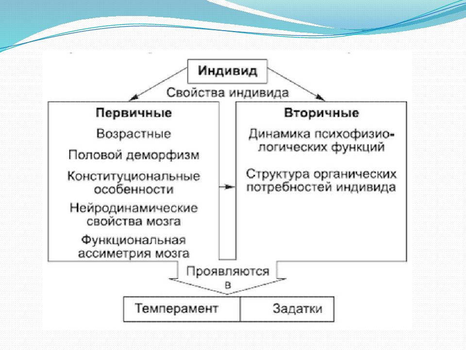 Индивид структура. Нейродинамические свойства индивида. Человек биологическое существо. Логическая характеристика понятию индивид. Профессии где важны индивидные свойства человека.