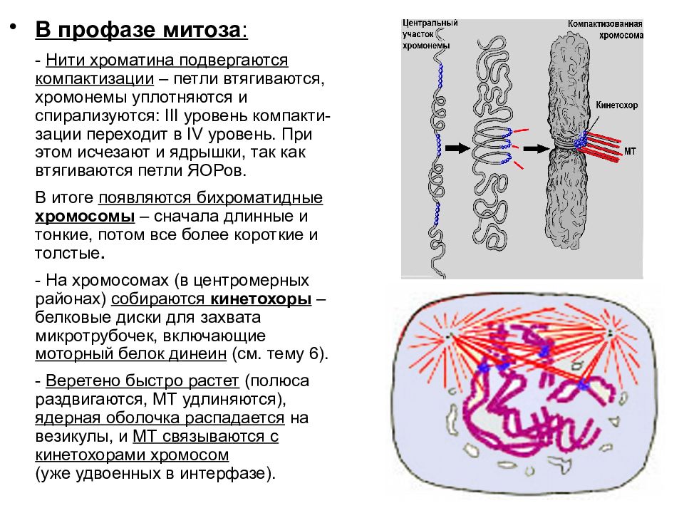 Роль хроматина