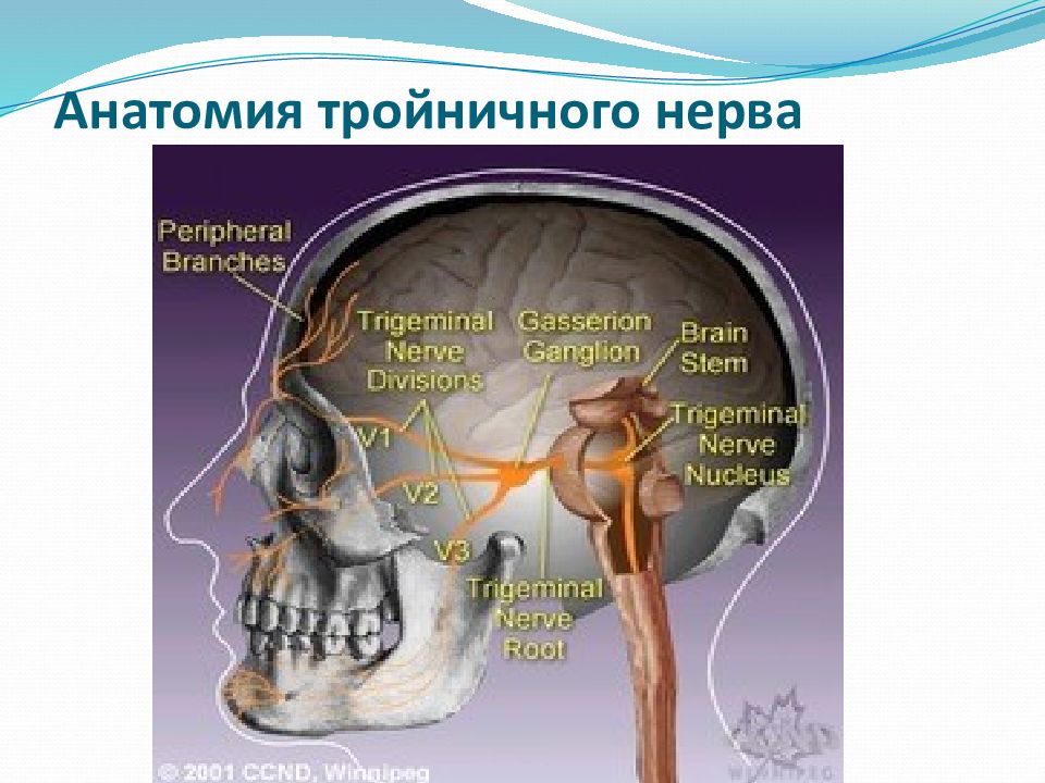 Тройничный нерв презентация анатомия