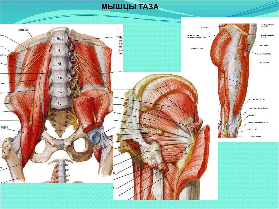 Тазовые мышцы анатомия. Мышцы таза вид сзади анатомия. Мышцы таза вид спереди анатомия. Мышцы таза Синельников анатомия. Глубокие мышцы таза анатомия.