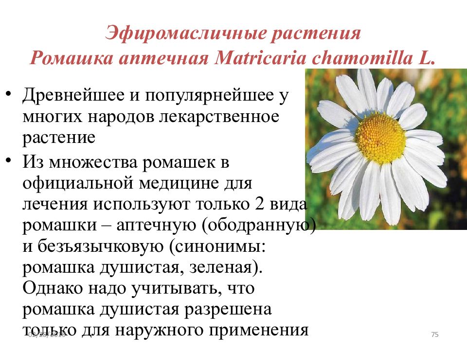 Ромашка применение. Систематика ромашки аптечной. Систематика растений Ромашка аптечная. Систематика ромашки лекарственной. Эфиромасличные растения дикорастущие растения.