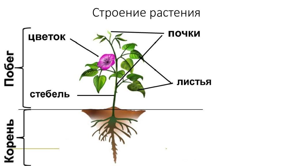 Рисунок внешнее строение растения