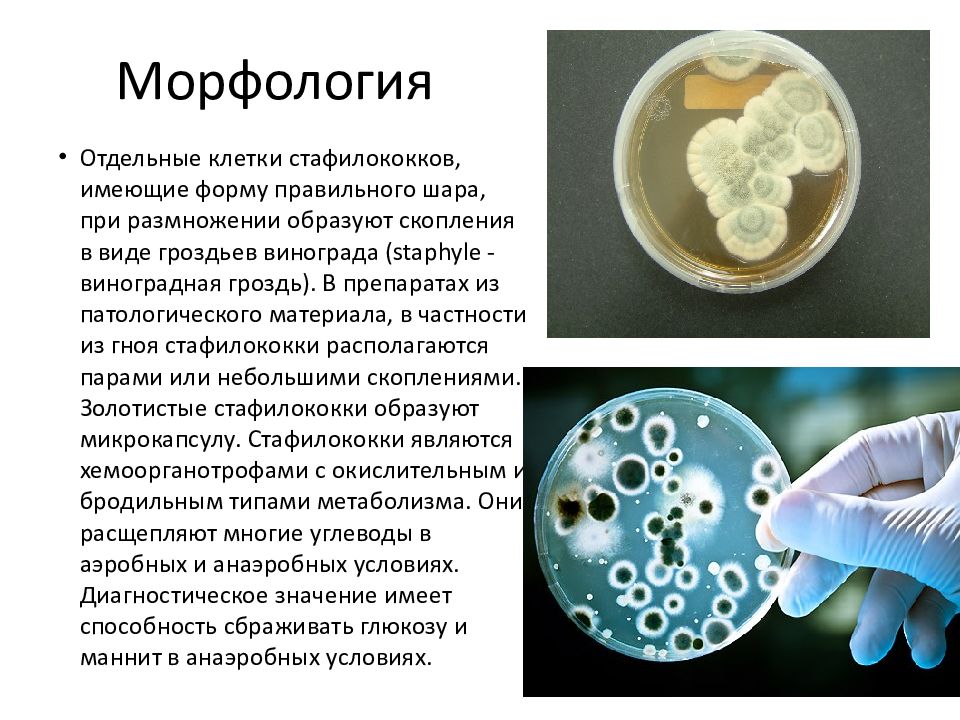 Ферментация маннита стафилококка. Стафилококк окраска метиленовым синим. Какой вид стафилококка ферментирует маннит в анаэробных условиях:.