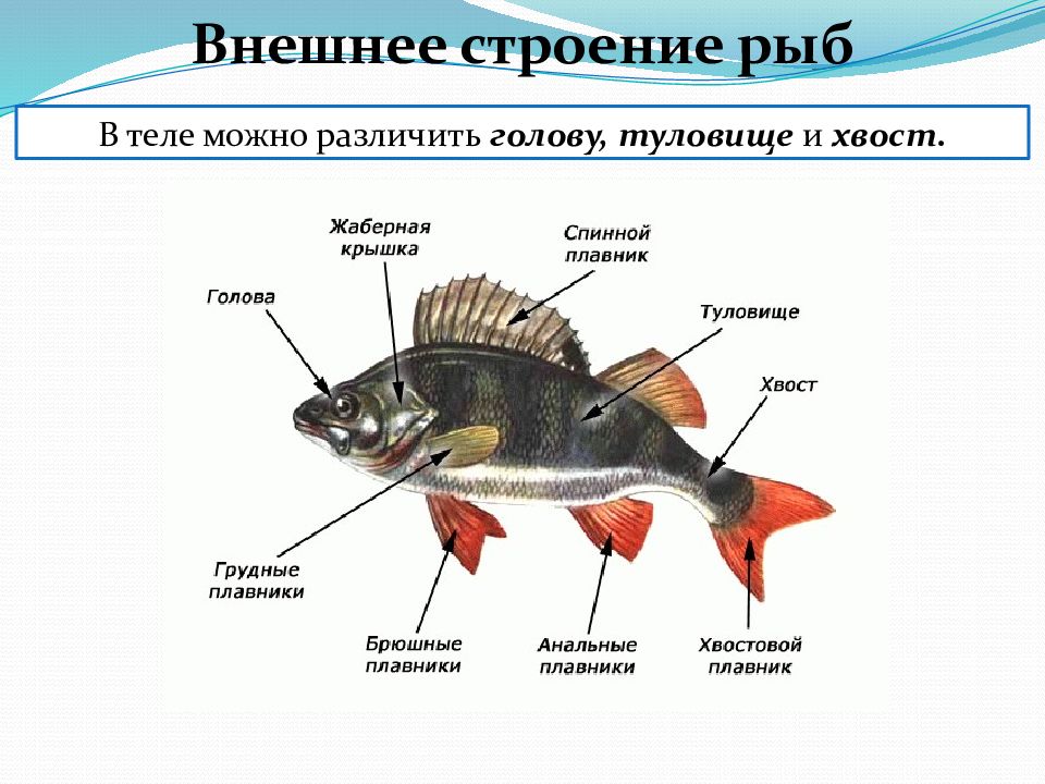 Внешнее строение рыб рисунок с подписями