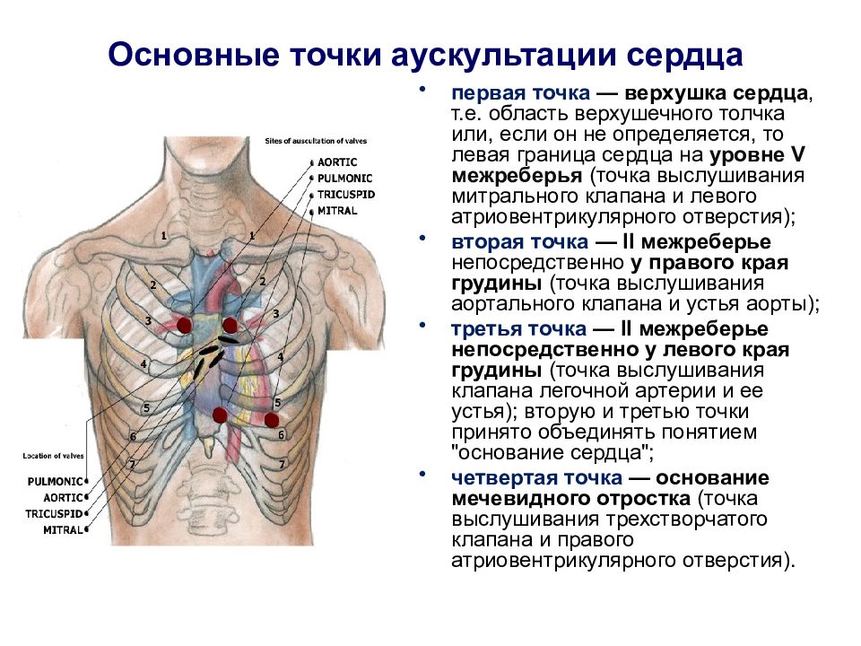 Прослушивание сердца схема