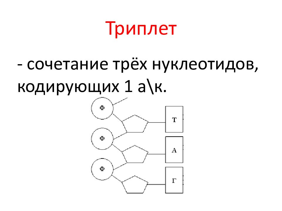 Процессы синтеза в живых клетках презентация 11 класс