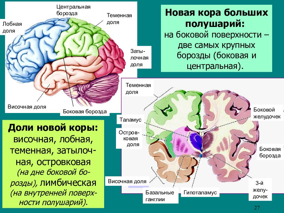 Функции коры больших полушарий презентация