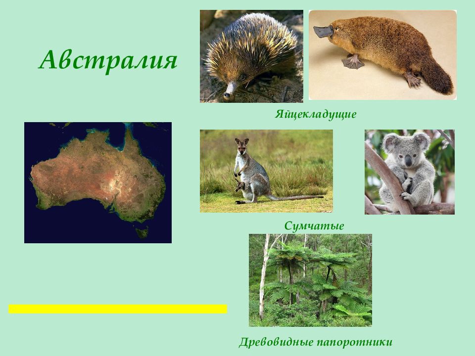 Растительный и животный мир география 7. Сумчатые и яйцекладущие. Сумчетое яица кладушие. Яйцекладущие сумчатые плацентарные. Однопроходные и сумчатые.