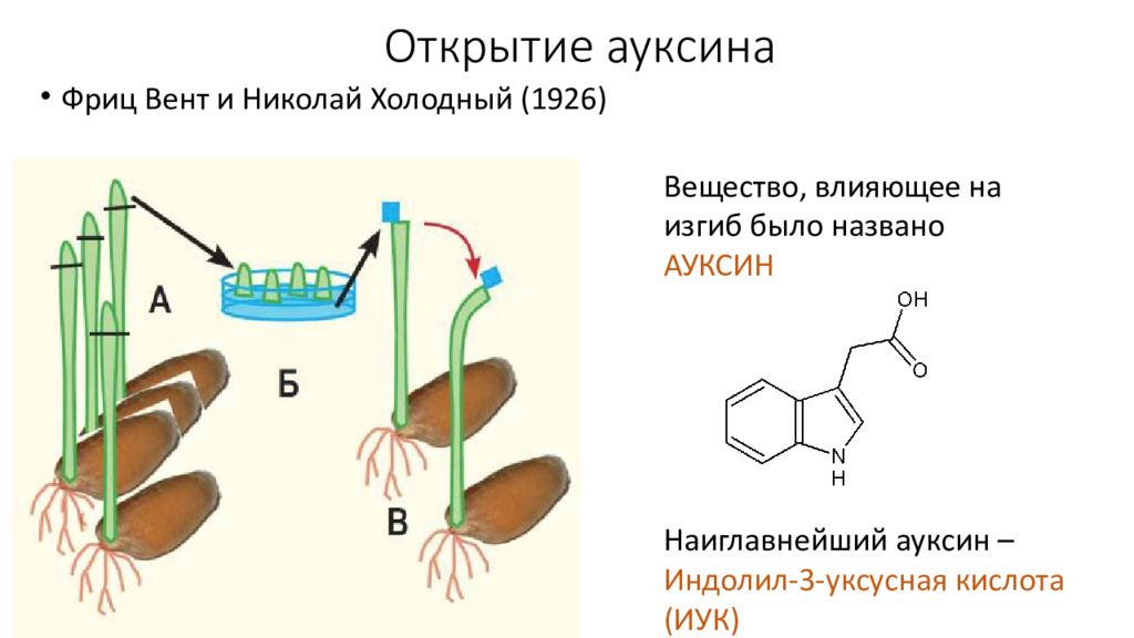 Влияние фитогормонов на рост. Гормон ауксин у растений. Фитогормон ауксин. Гормоны роста растений ауксин. Ауксины и Гиббереллины.