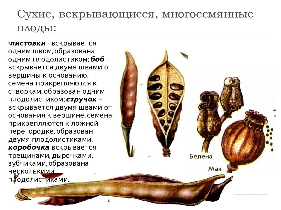 Коробочка многосемянный или односемянный плод