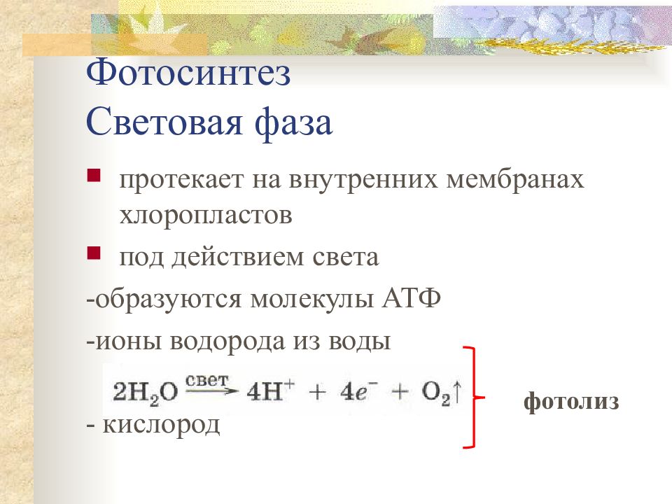 Фотолиз водорода. Световая фаза протекает на мембранах. Фотолиз воды протекает. Фотолизом воды называется реакция. Фотолиз воды водород.